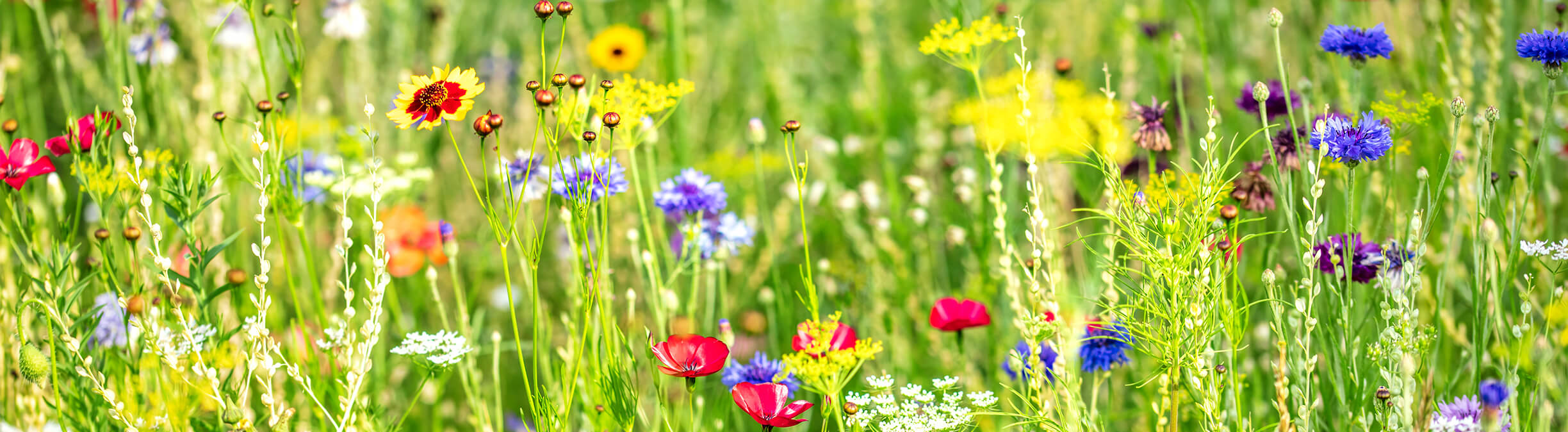 National Geographic Kids Sustainability Hub