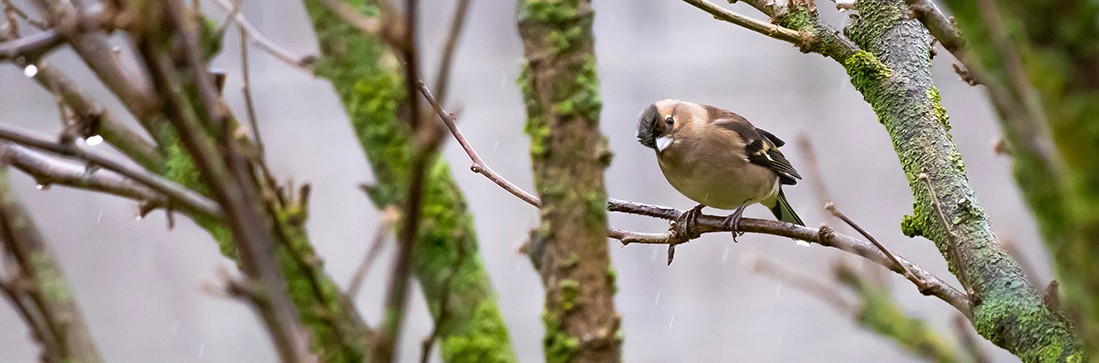 Creature & Co. game concept commended by Climate Creatives Challenge!